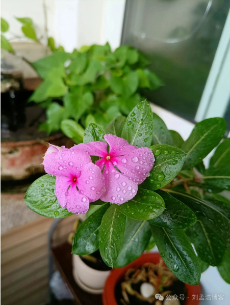 诗词：《腊月阳台见长春花开有记》