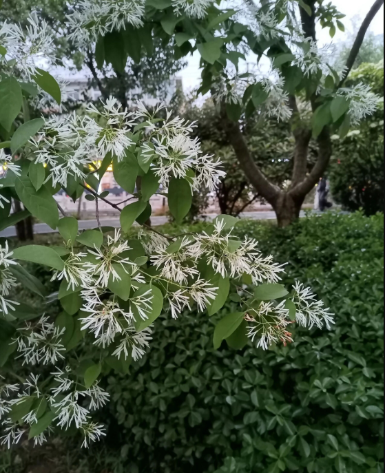 原来这就是流苏树