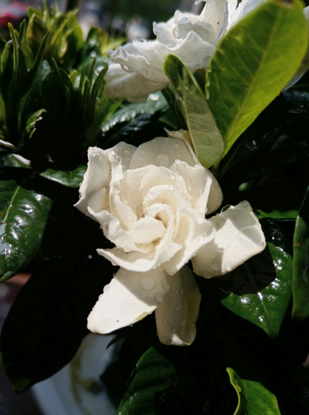 栀子花开第二朵啦