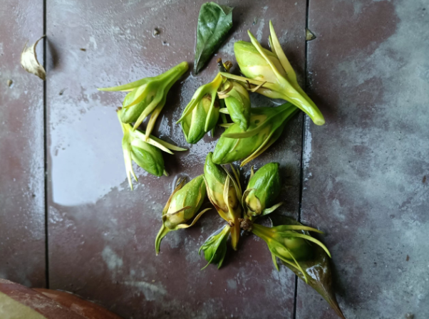 栀子花的花苞都掉了