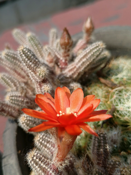 鼠尾掌