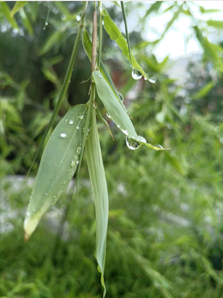 雨竹