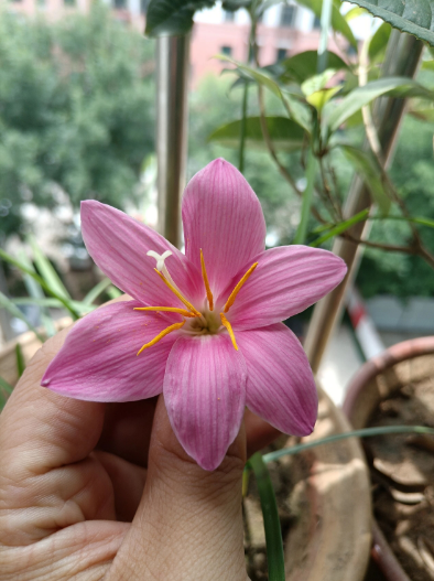 韭兰开花了