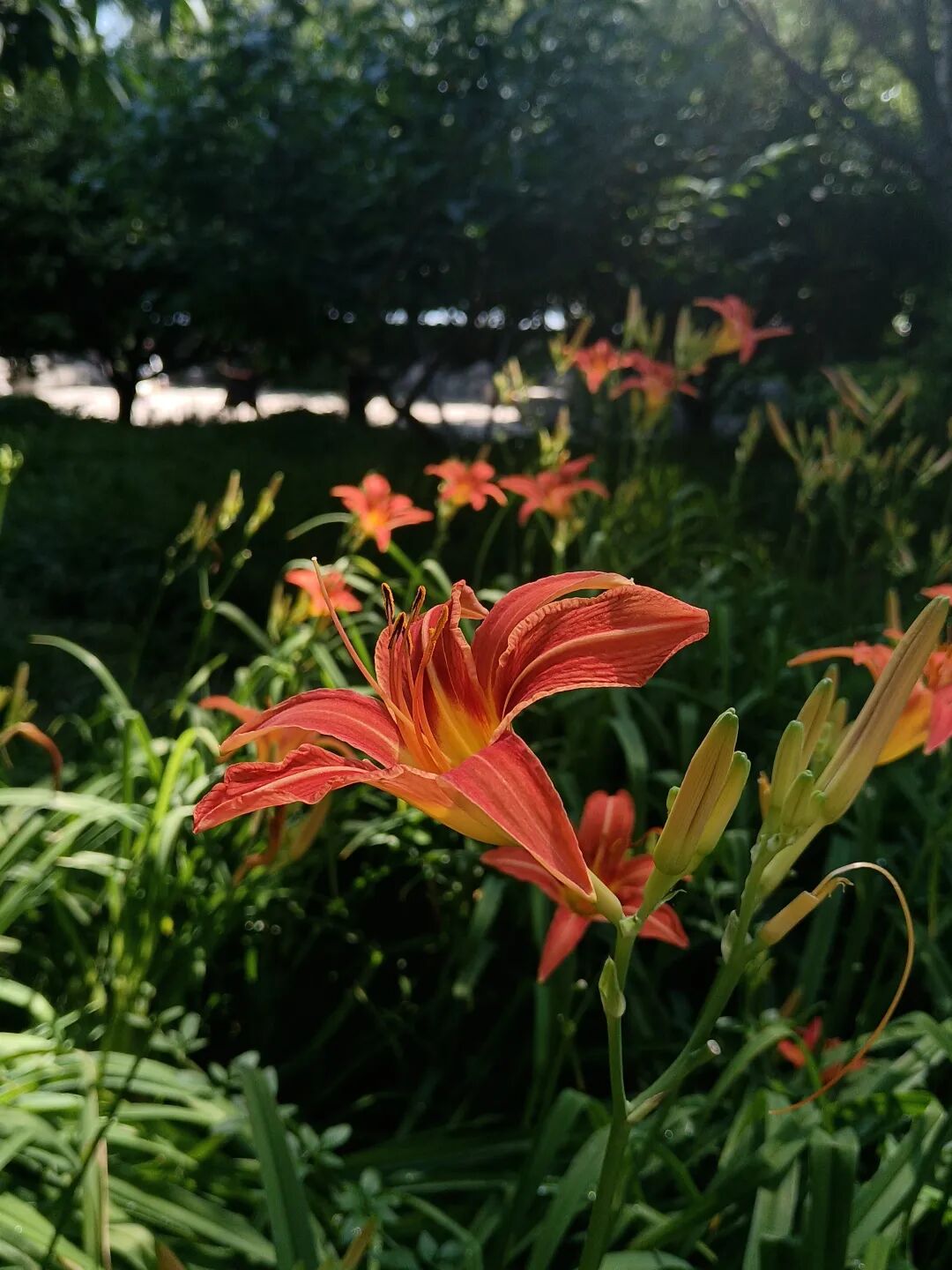 萱草开花了