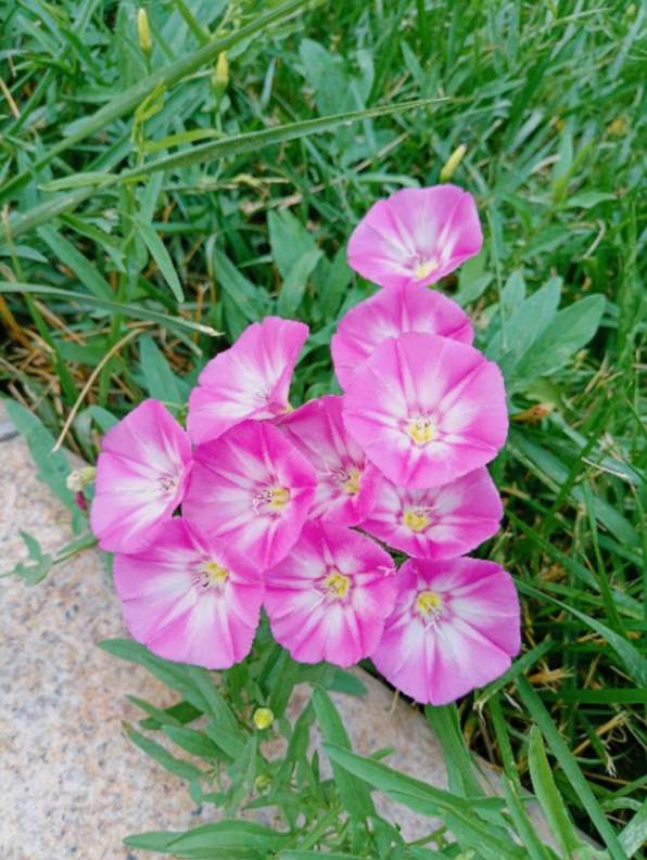 田旋花