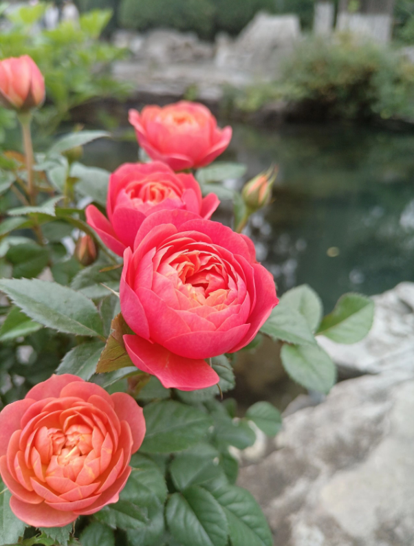 中秋节
