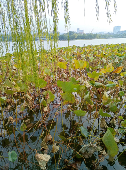 深秋游湖